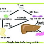 chuyển hóa trong cơ thể