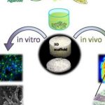 tương quan in vitro và in vivo