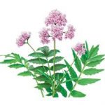 Dược liệu chứa alcaloid