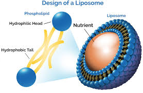 cấu tạo liposome