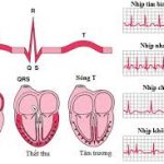 cung lượng tim