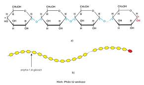 cấu trúc hóa học của tinh bột