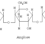 cấu trúc của amylose