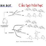 cấu trúc hóa học của tinh bột