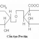 cấu tạo pectin