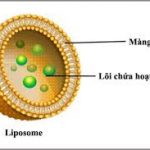 cấu tạo liposome
