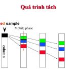 đánh giá dược liệu bằng phương pháp sắc ký cột