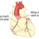 động mạch vành.
